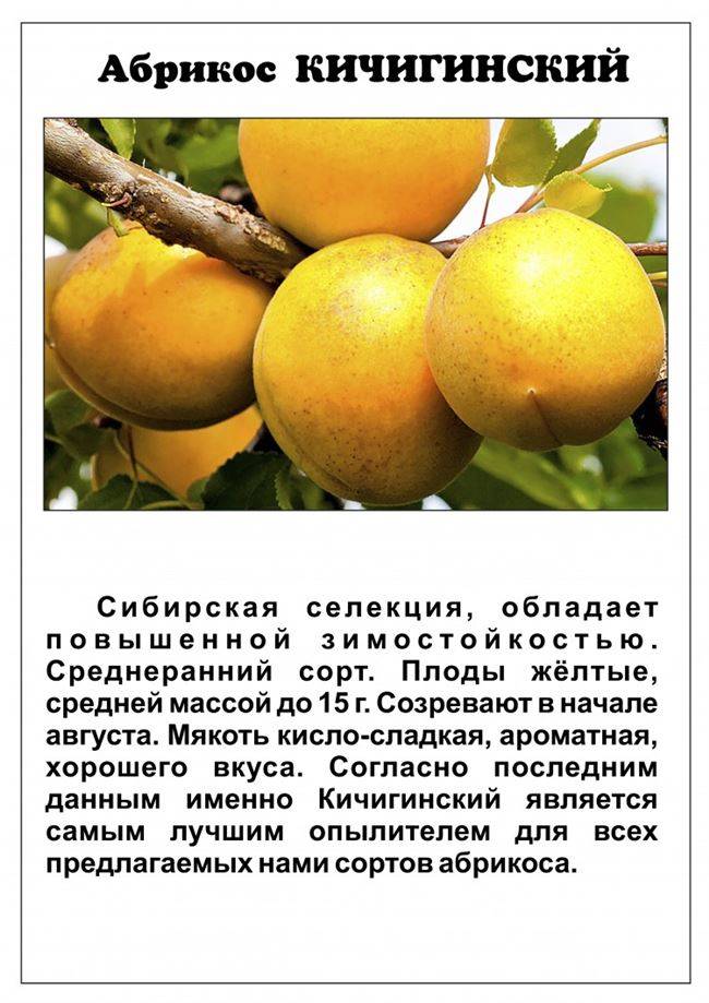 Яблоня юбиляр: описание сорта, фото, отзывы