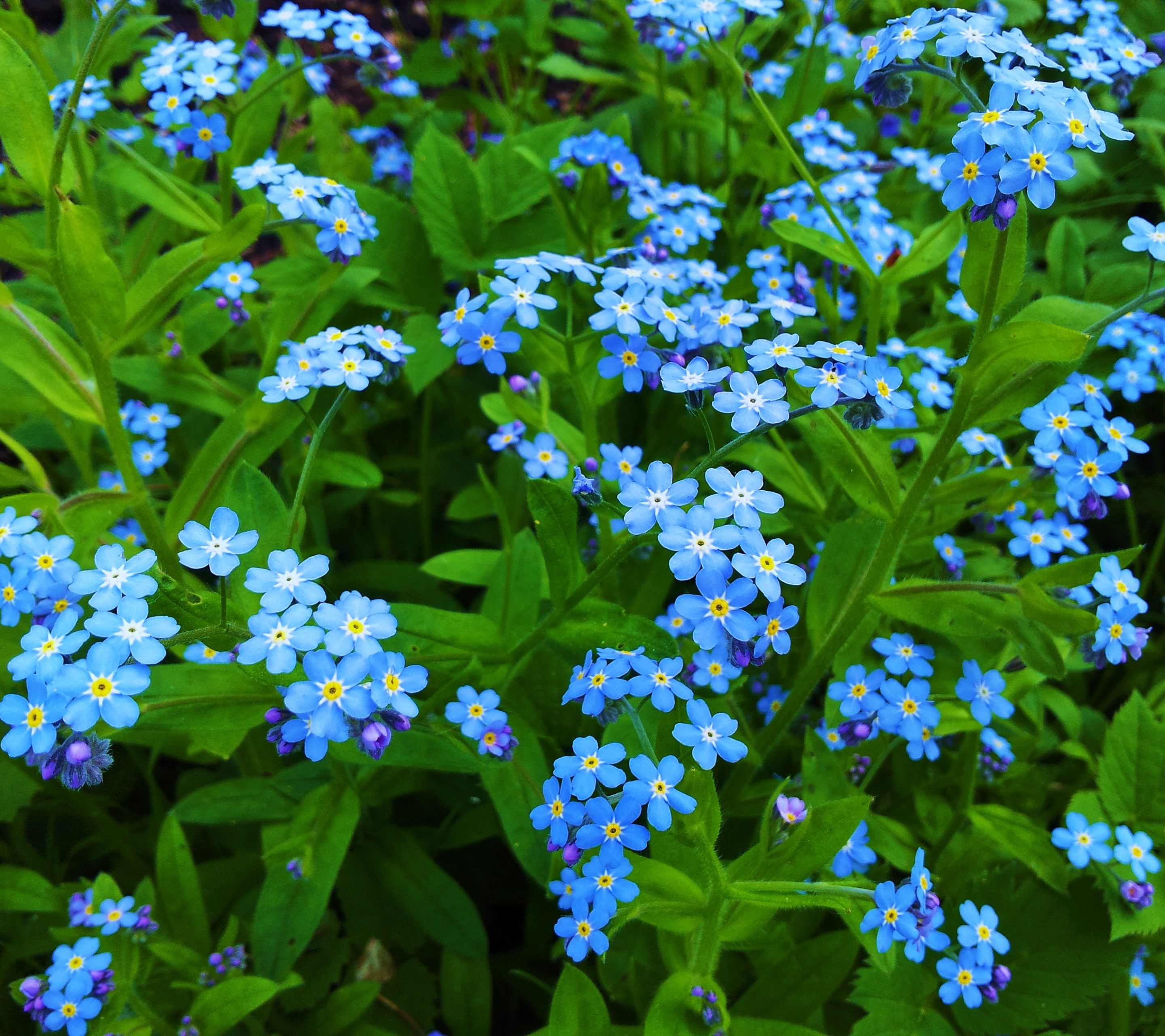 ✅ незабудка (myosotis): советы, выращивание и уход