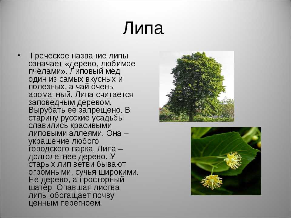Когда цветет липа: посадка, свойства, применение, описание ухода и правила сбора липы (120 фото + видео)