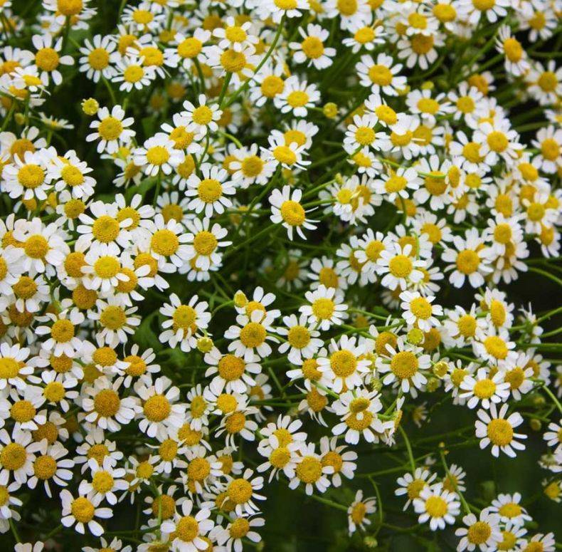 Матрикария: 4 самых известных вида | pot flowers
