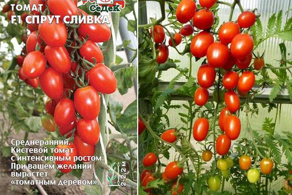 Помидоры «рапунцель»: описание сорта, агротехника выращивания