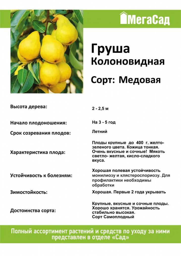 Груша "москвичка": описание сорта, характеристика, посадка, уход, болезни и фото selo.guru — интернет портал о сельском хозяйстве