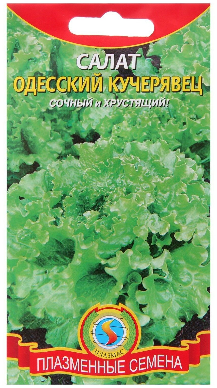 Салат одесский кучерявец описание сорта