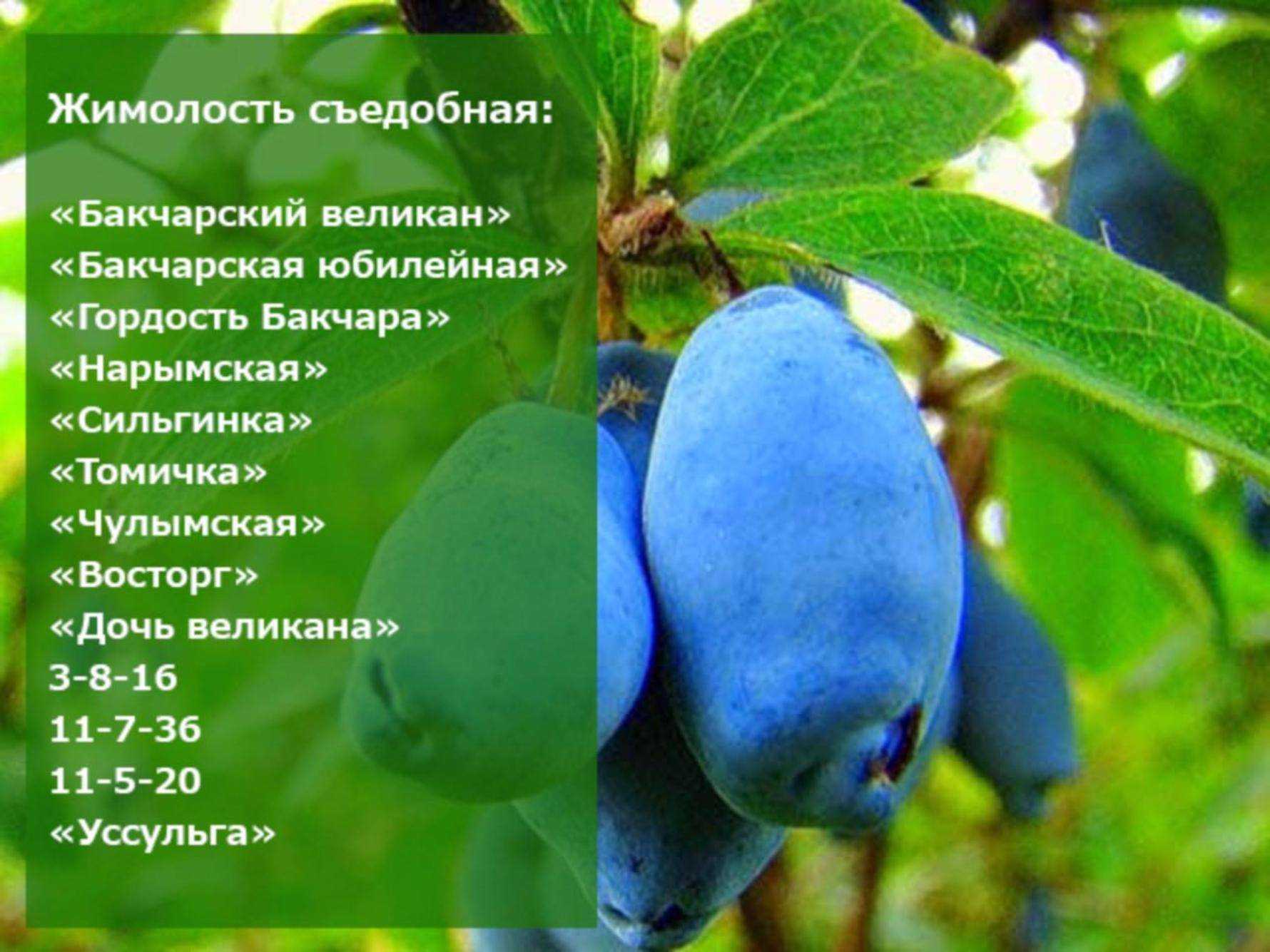 Топ 25 лучших cортов жимолости – рейтинг 2023 года