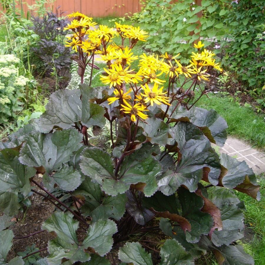 Цветок бузульник посадка и уход  фото сортов с описаниями выращивание из семян размножение