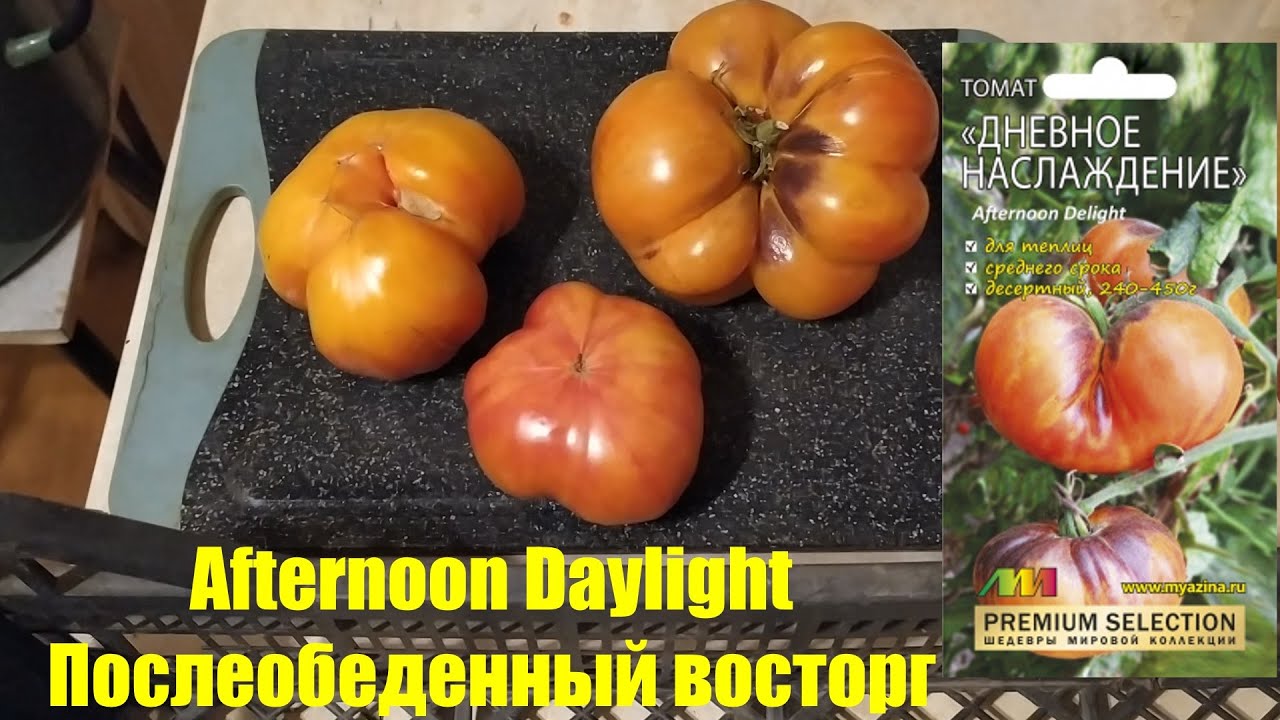 Редкий сорт из америки, не подлежащий хранению — томат доктор виче: полное описание и отзывы