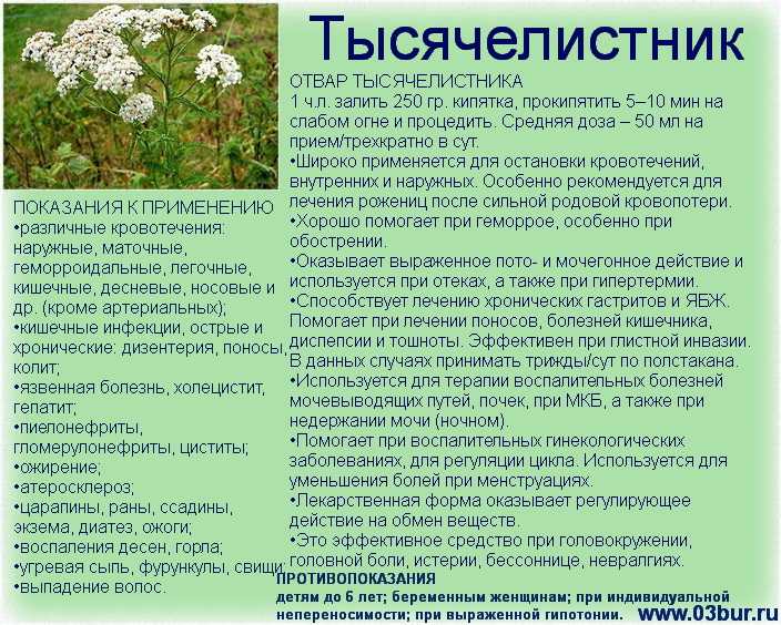 Тысячелистник: посадка, выращивание, фото. уход за тысячелистником