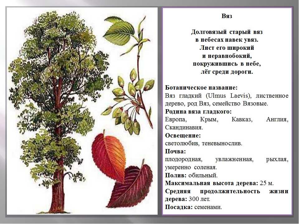 Комнатный вяз мелколистный — капризный и величественный. бонсай. уход в домашних условиях. фото — ботаничка