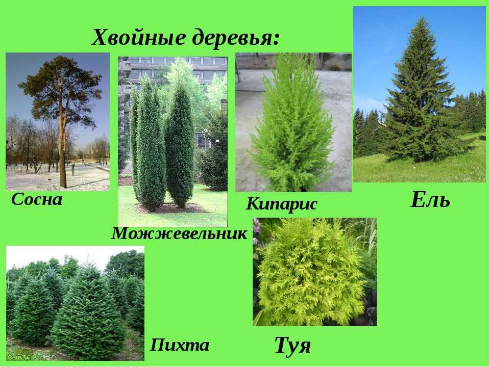 Хвойные деревья