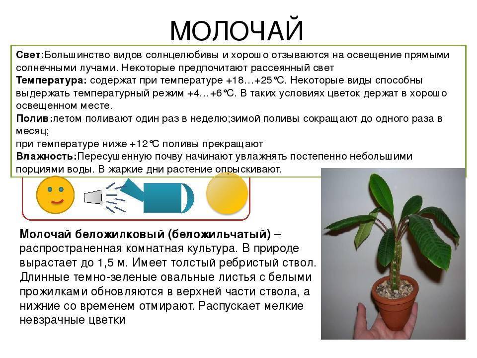 Цветок эуфорбия: виды, нюансы ухода, посадки и размножения - дачник.ru