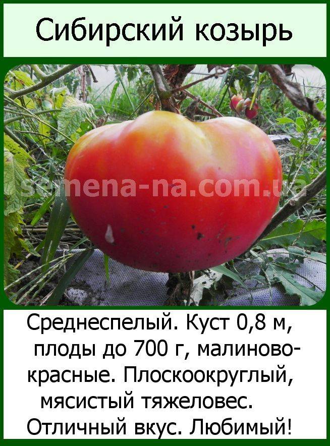 Томат козырь: характеристика и описание скороспелого сорта с фото