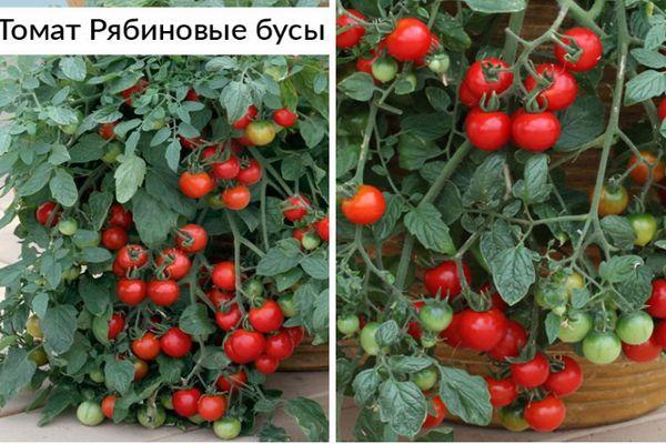 Томат рябиновые бусы характеристика и описание отзывы дачников с фото