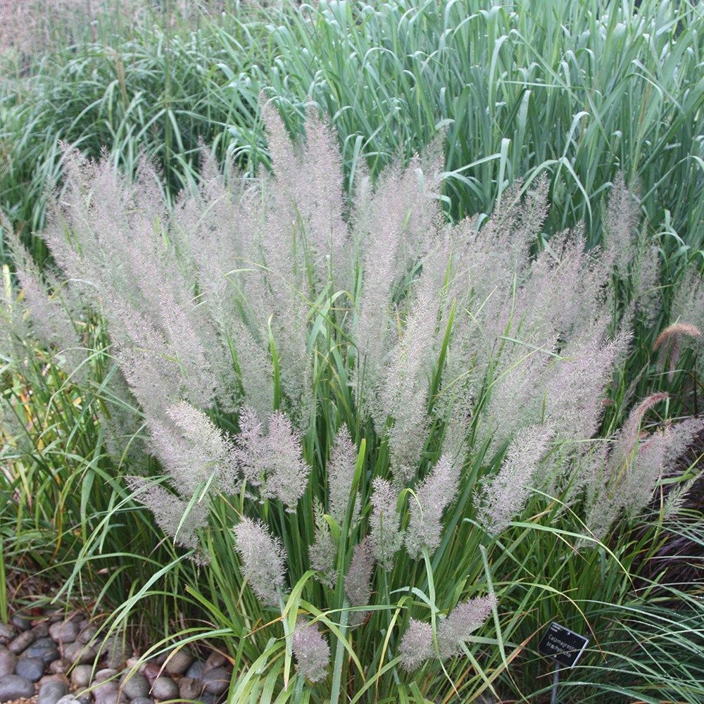 Вейник остроцветковый наземный calamagrostis acutiflora karl foerster и overdam: описание и фото