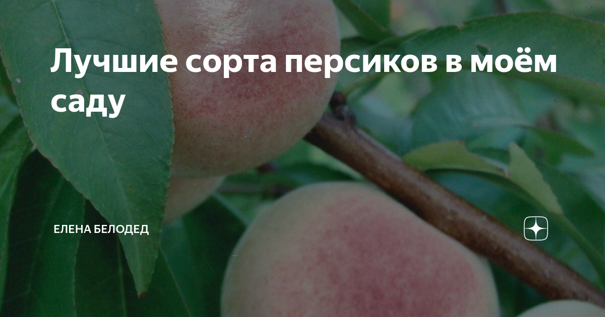 Лучшие сорта персика для краснодарского края – уход и размножение