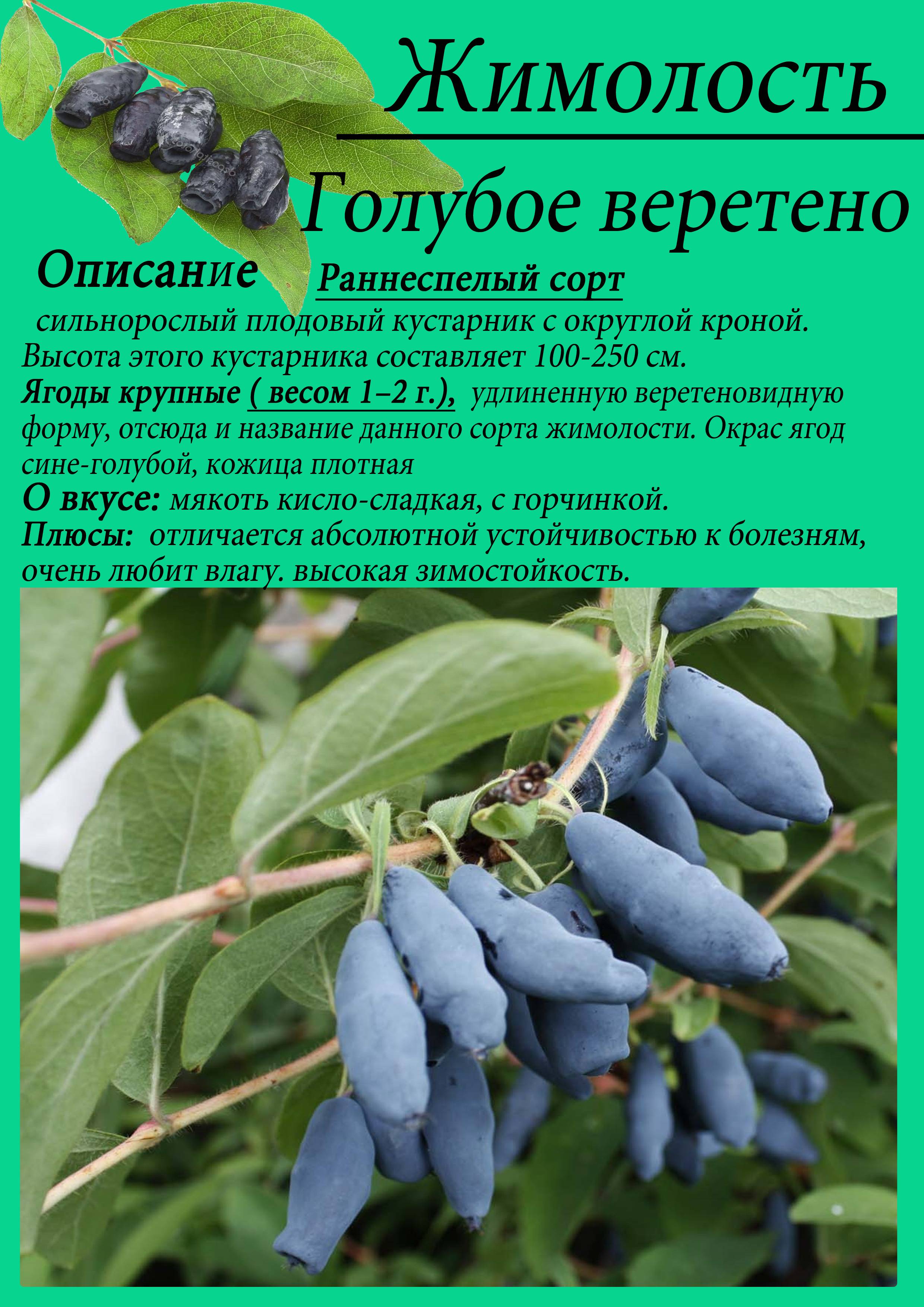 Жимолость томичка сорта опылители - у дачки