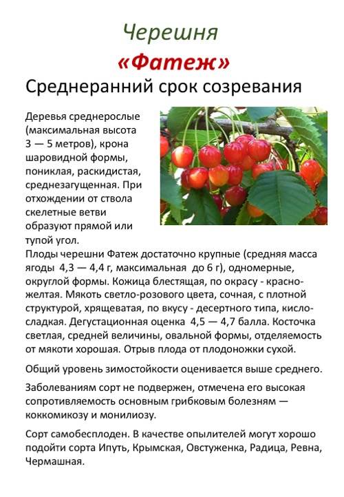 Черешня «прощальная»: характеристика, плюсы и минусы