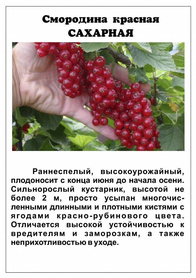 Смородина каскад описание сорта