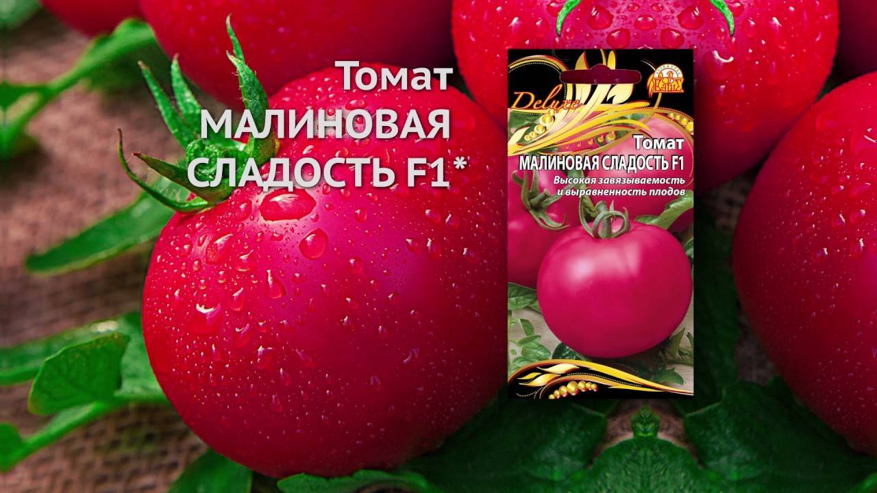 Томат винный кувшин: характеристика и описание сорта, отзывы, урожайность, фото