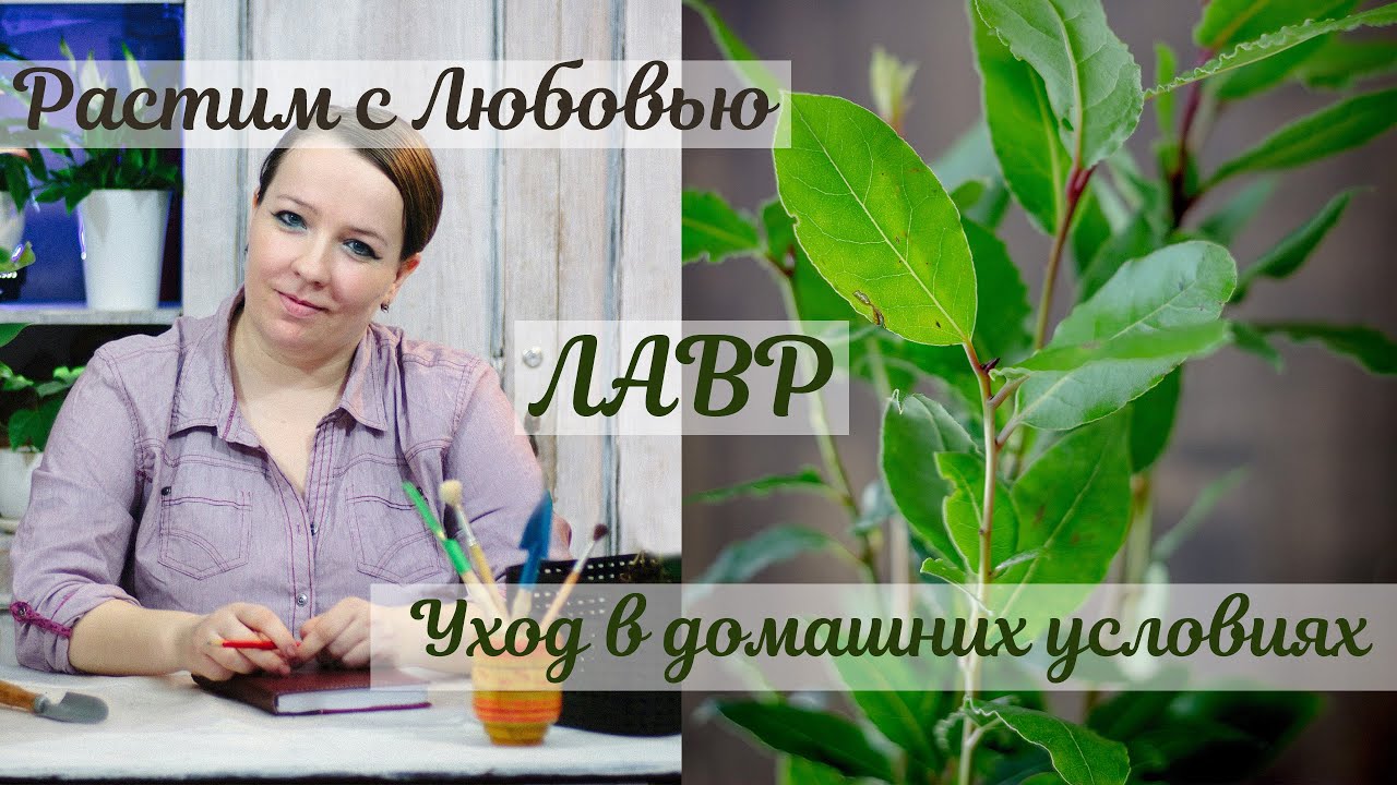 Комнатное растение лавр: особенности культуры, уход в домашних условиях, способы размножения, описание и фото видов, в том числе благородного и азорского