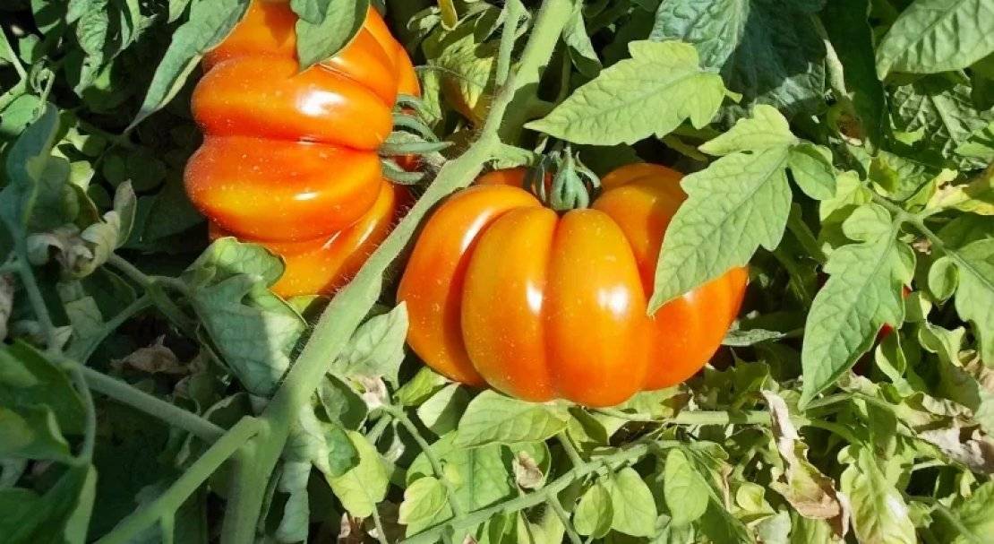 Уникальный гибрид с вкусными плодами, как с картинки — томат «подарок женщине» и нюансы его выращивания