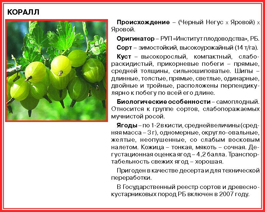 Крыжовник сорт яровой описание | хороший урожай🍎