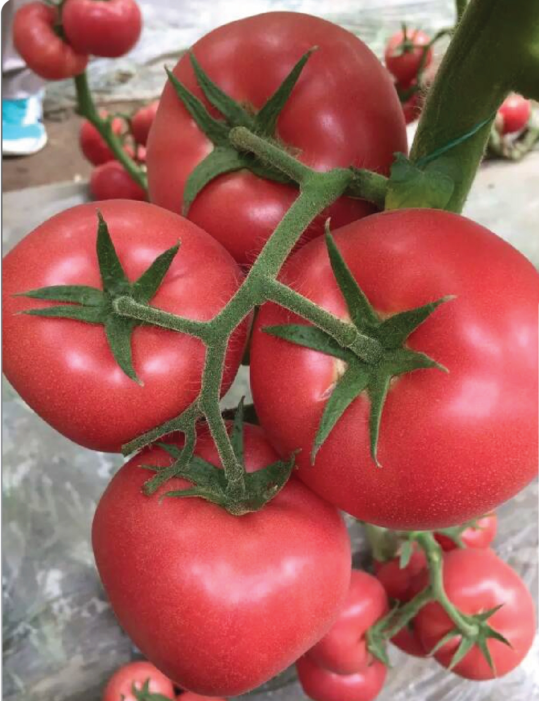 Томат вермилион: характеристика и описание сорта, отзывы садоводов с фото