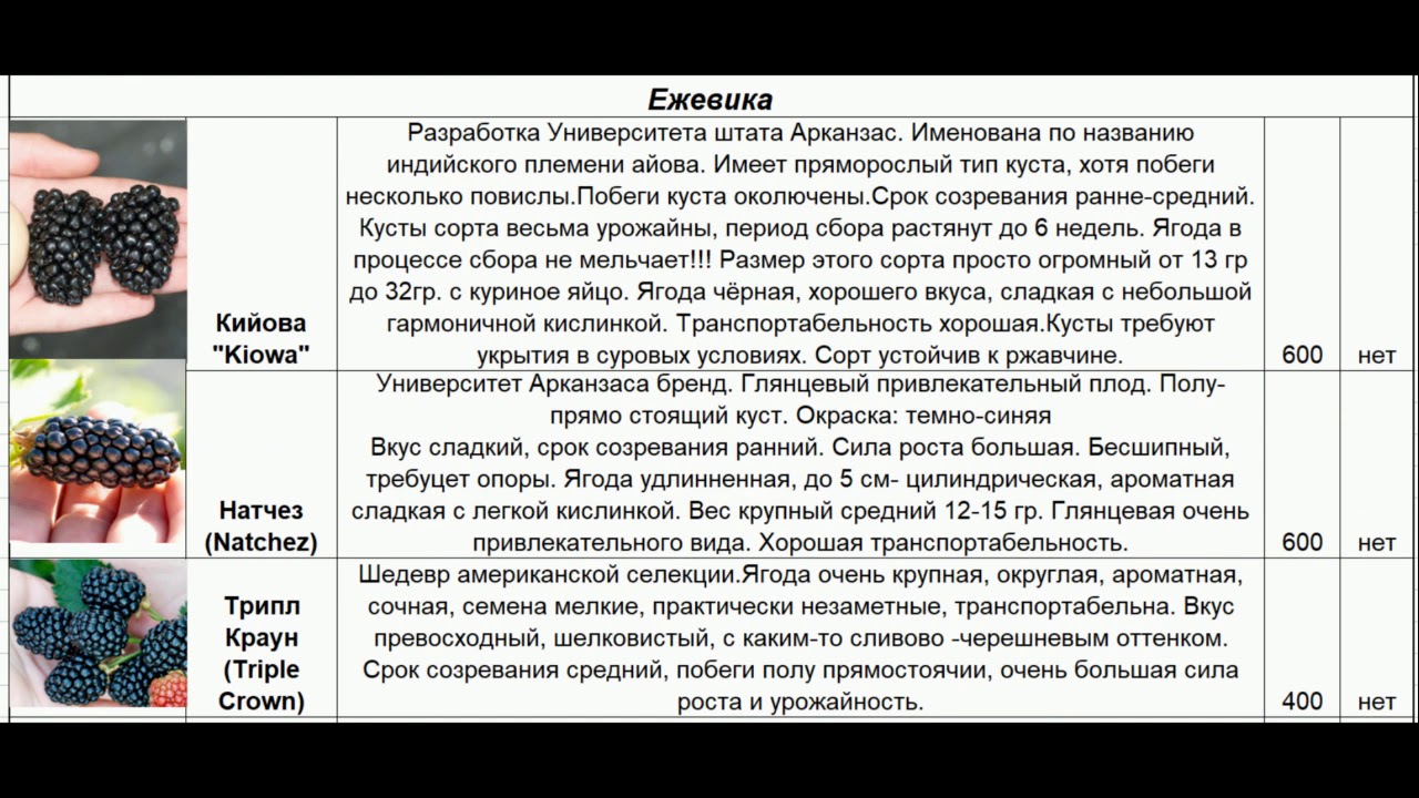Ежевика листовая - abcdef.wiki