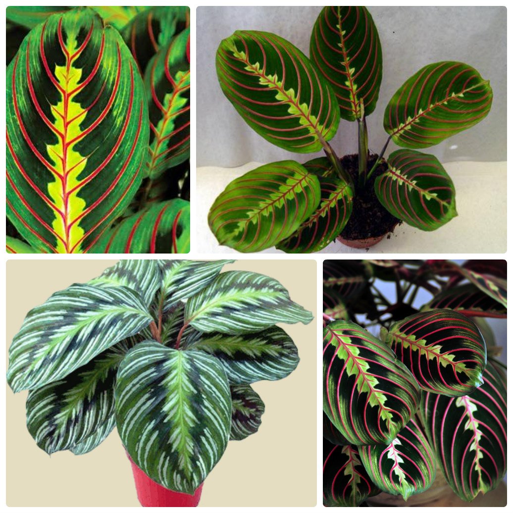 Mapahta maranta