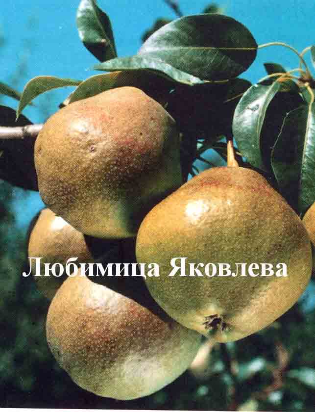 Сорт груши любимица яковлева: отзывы