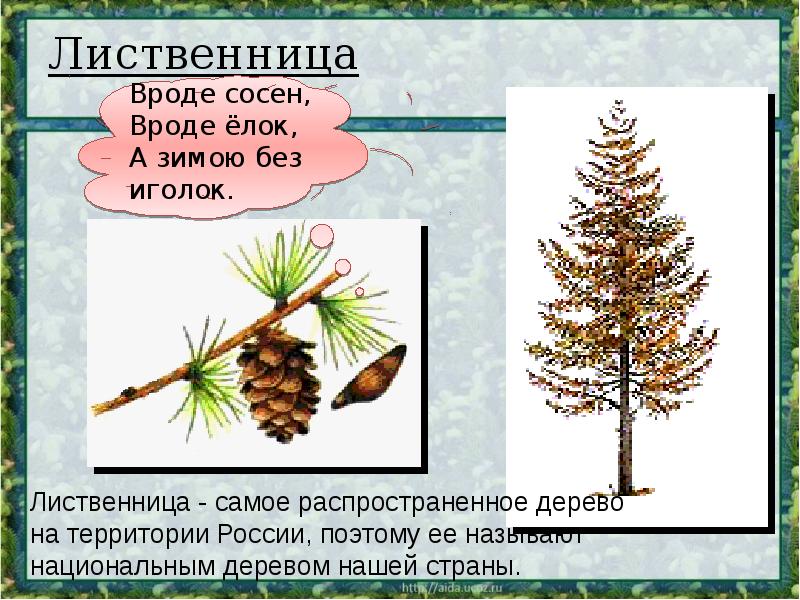 Лиственница сибирская (larix sibirica): описание, ареал распространения, посадка и уход