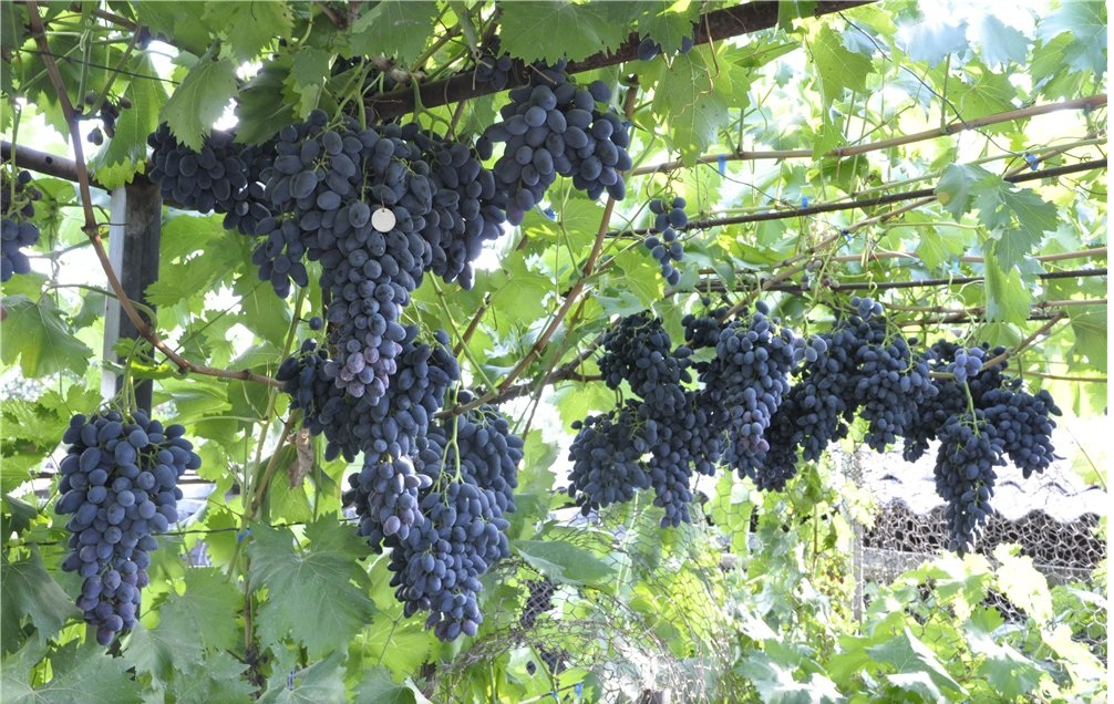 Виноград сорта рубин болгарский описание | хороший урожай🍎