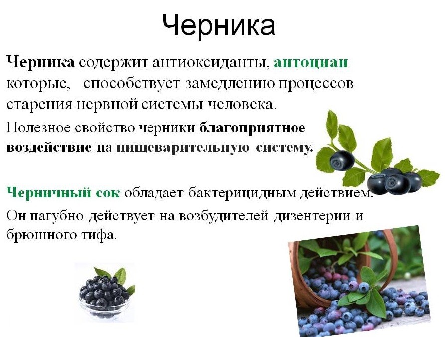 Голубика садовая и другие виды рода vaccinium, их сходства и отличия