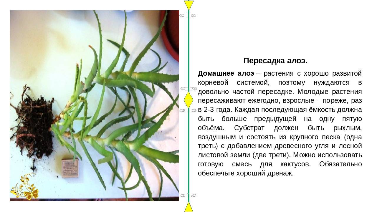 Как вырастить комнатное древовидное алоэ?