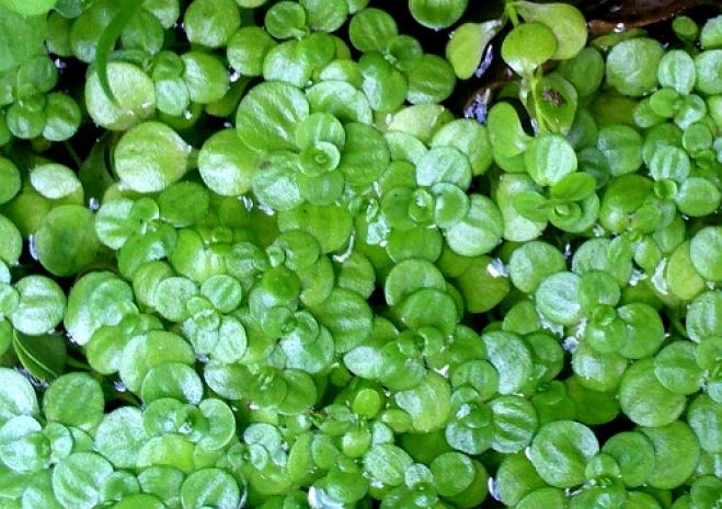 Rikenmon в дикой природы | турча болотная (hottonia palustris)