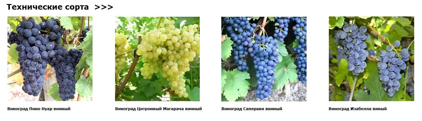 Сорта винограда: 230 сортов с фото и описанием