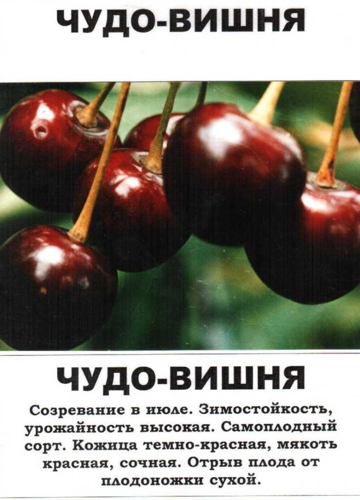 Рейтинг лучших сортов черешни для подмосковья