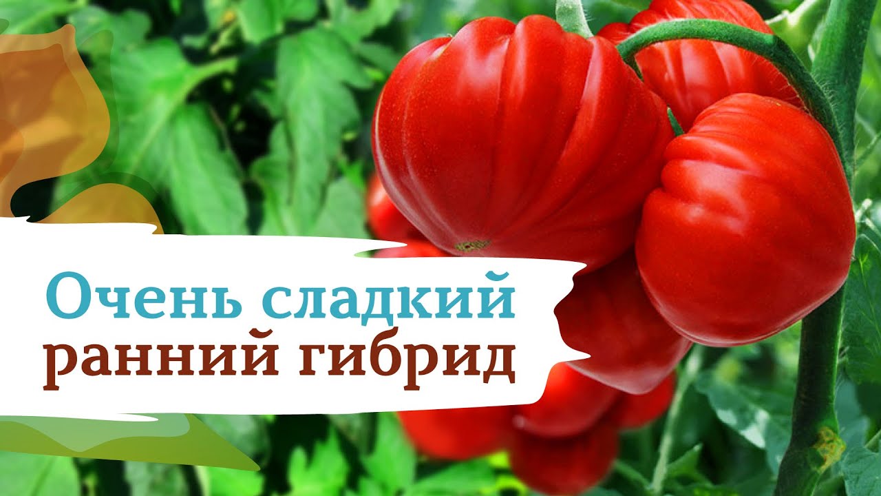Томат сэр элиан: описание и характеристики сорта, фото, отзывы
