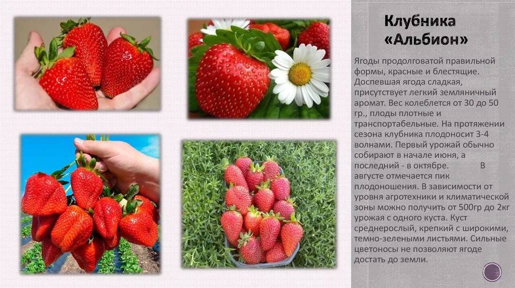 Клубника царица — среднеранний сорт селекции айтжановой