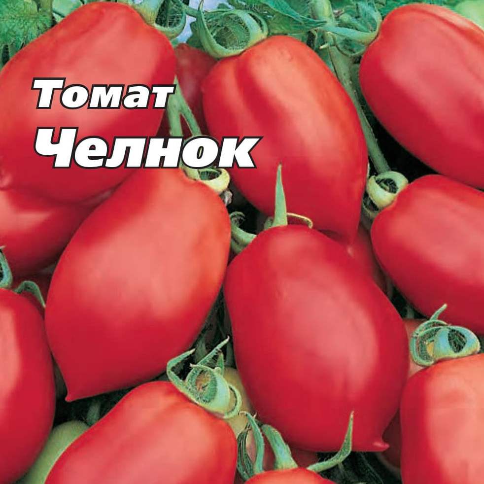 Томат челнок: характеристика и описание сорта с фото. отзывы тех, кто сажал его