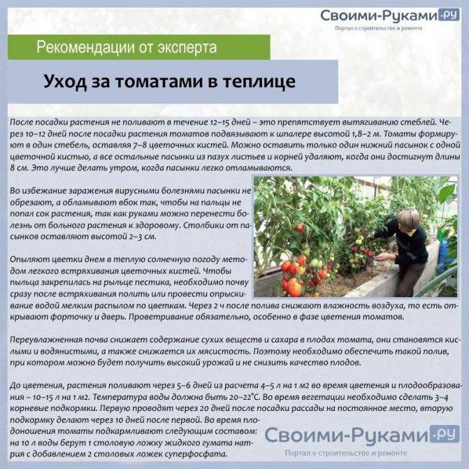 Томат коловый: характеристики и описание сорта, урожайность, кубанский, отзывы, фото