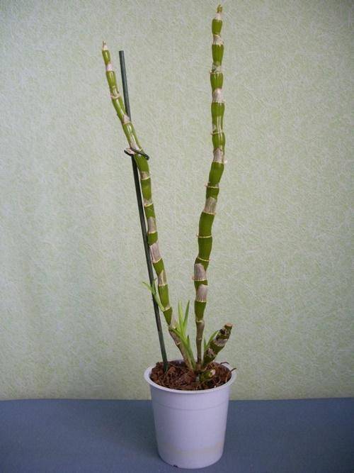 Орхидея дендробиум нобиле (dendrobium nobile): подробное описание, фото, виды и рекомендации по уходу в домашних условиях