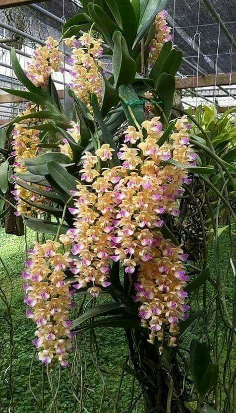 Aerides houlletiana care [houllet’s aerides]