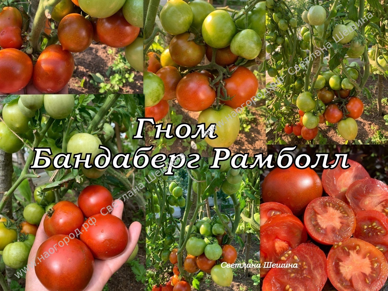 Томат гном: характеристика и описание сорта