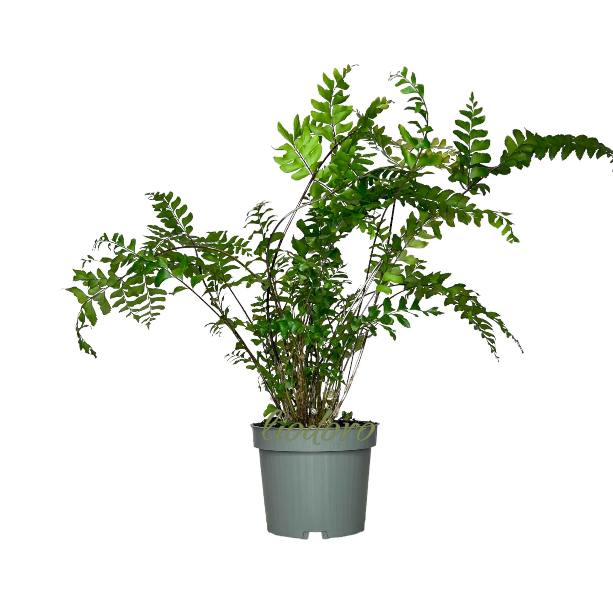 How to grow indoor didymochlaena truncatula (indoor ferns)