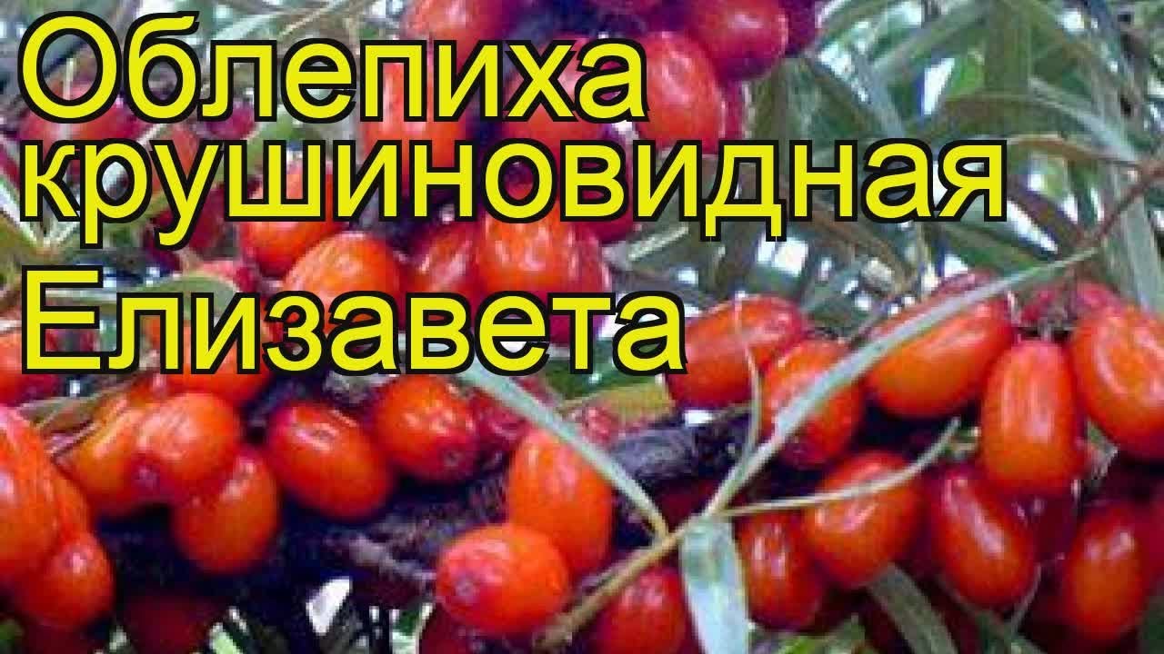 Описание лучших сортов облепихи, низкорослых и устойчивых к заморозкам, бесшипных, сочных и сладких