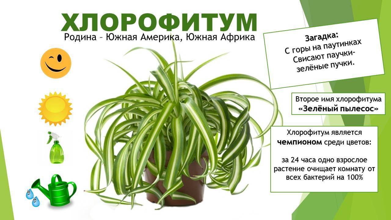 Биофитум: уникальное растение природы - florn.ru