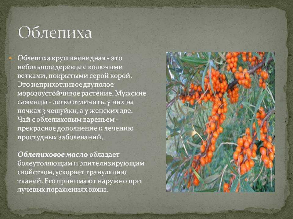 Облепиха любимая: особенности сорта и агротехника
