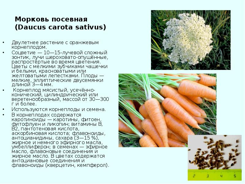 Дикая морковь: применение, заготовка и лечебные свойства