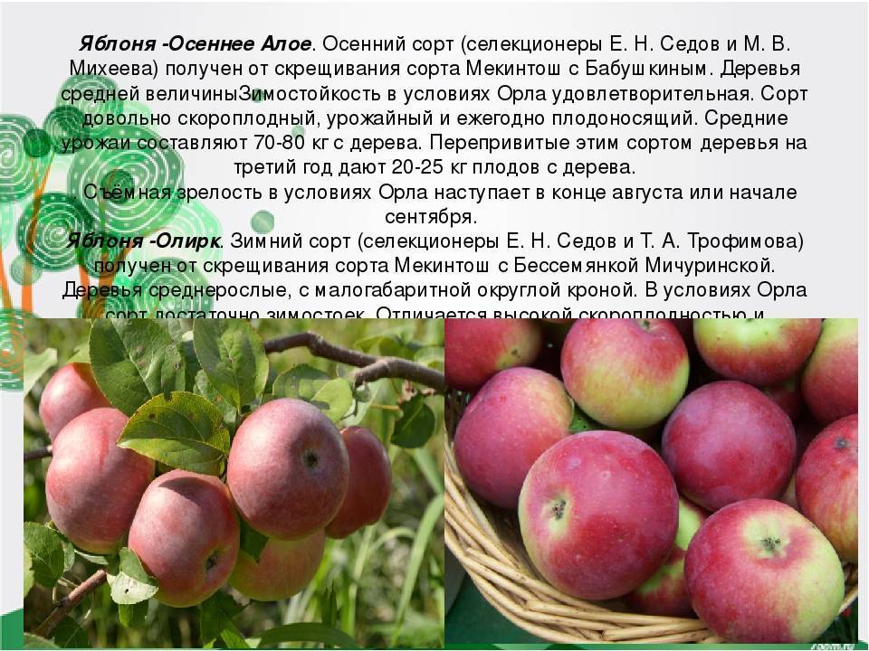 Сорт яблок карповское.
