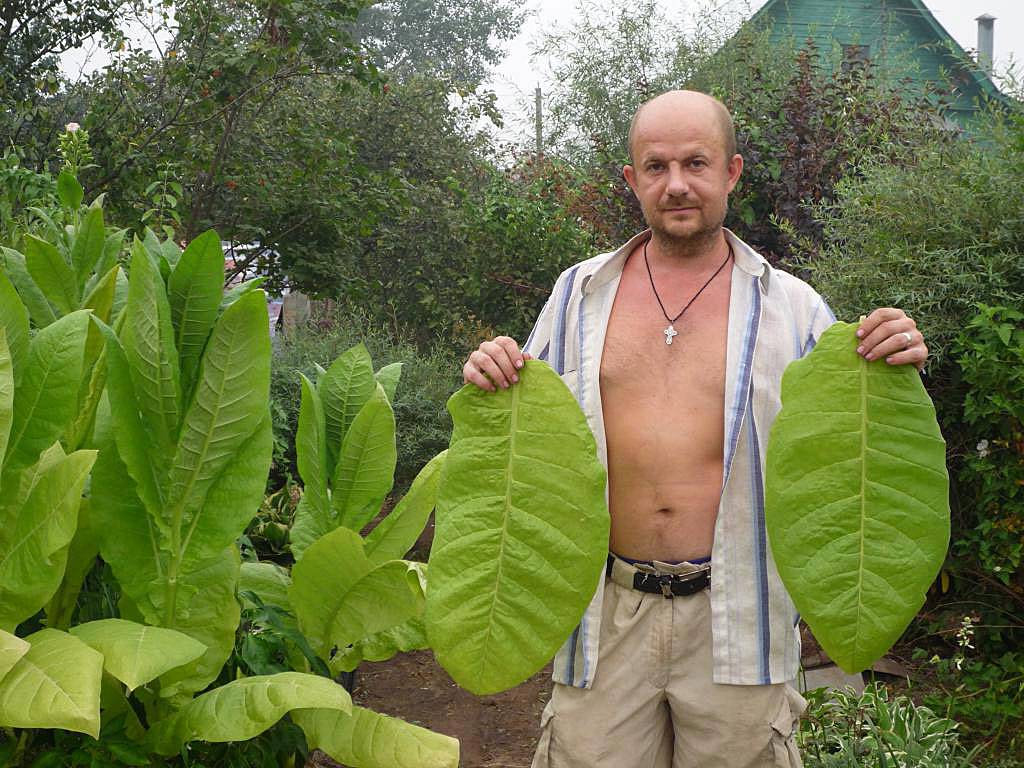 Курительный табак: выращивание семенами, сбор и хранение, фото